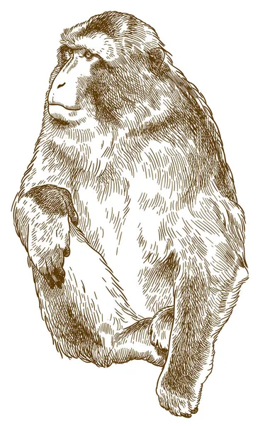 Engraving antique illustration of barbary macaque Royalty Free Stock Illustrations