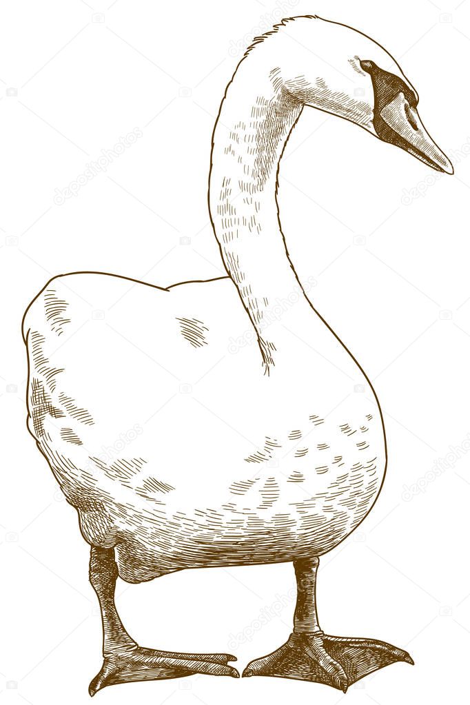 engraving antique illustration of white swan