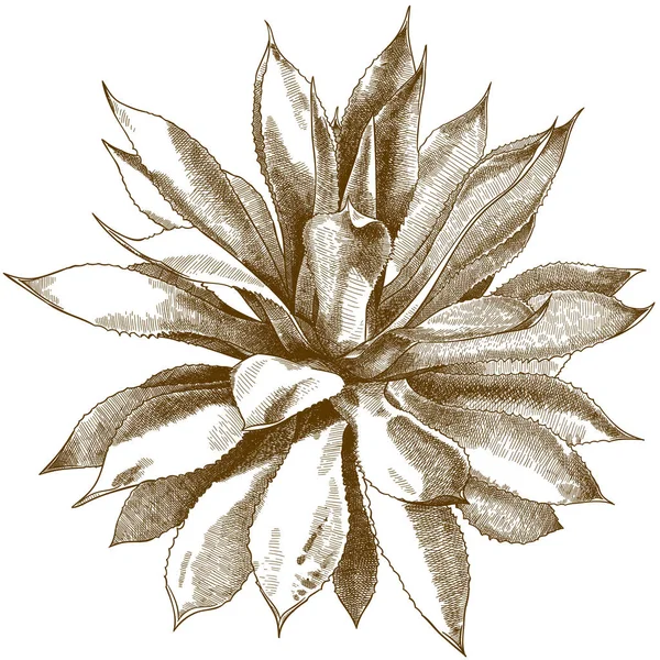 Incisione antica illustrazione di agave cespuglio Vettoriale Stock
