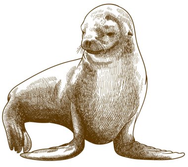 engraving antique illustration of fur seal clipart
