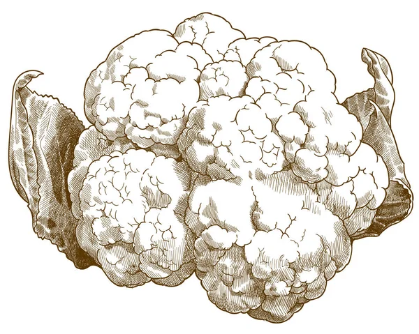 Engraving antique illustration of cauliflower — Stock Vector