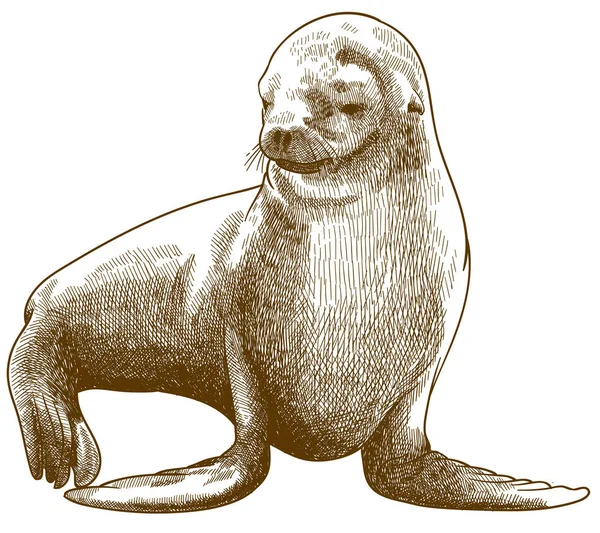 Graveren antieke illustratie van bont zeehond — Stockvector