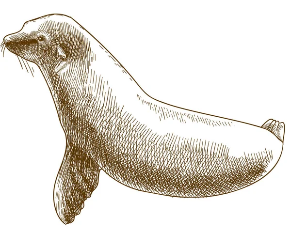 Incisione antica illustrazione della foca da pelliccia — Vettoriale Stock