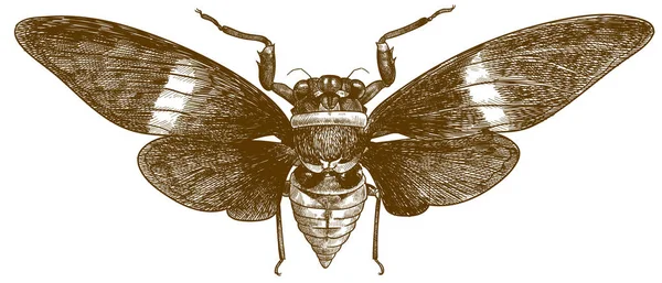 Гравировка антикварной иллюстрации цикады Лицензионные Стоковые Иллюстрации