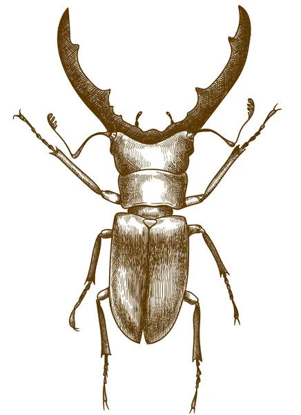 Incisione antica illustrazione di scarabeo cervo Grafiche Vettoriali