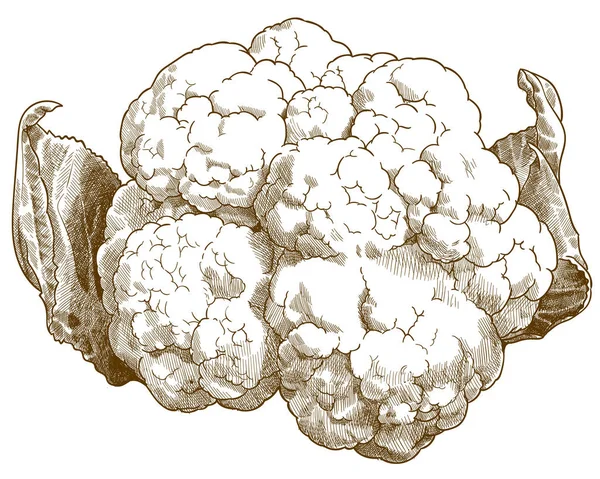 Grabado ilustración antigua de la coliflor Ilustración De Stock