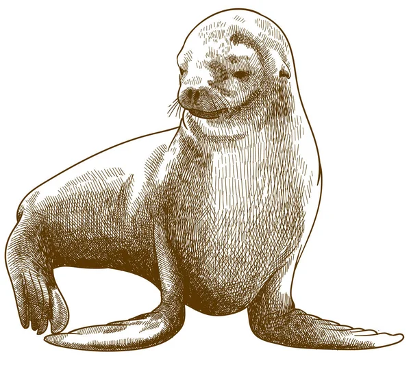 Engraving antique illustration of fur seal Royalty Free Stock Illustrations