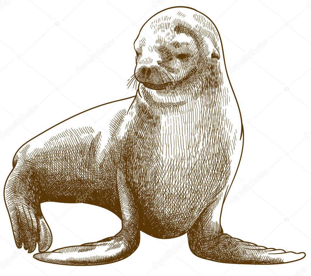 engraving antique illustration of fur seal