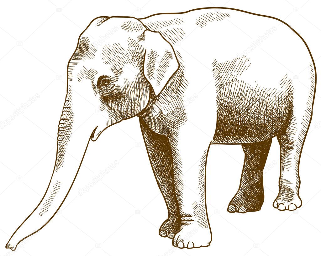engraving antique illustration of Indian elephant