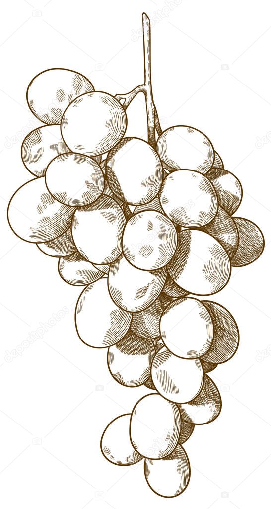 engraving antique illustration of bunch of grapes 