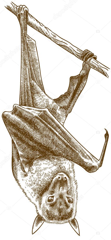 engraving illustration of large flying fox