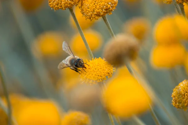 Blooming yellow flower close up in a park with blur, green background with a bee