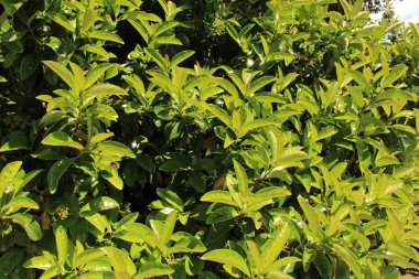 Yapraklar, yapraklar yakın.