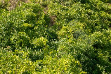 Türkçe, Adıyaman, 26 Haziran , - 2019 : Gazihan dede piknik alanı.