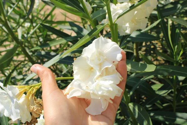 Beautiful White Roses Hand — Stock Photo, Image