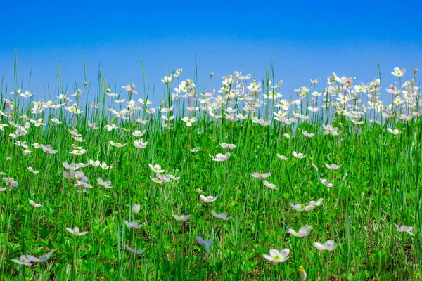 Beyaz çiçekler bir alan üzerinde mavi gökyüzü — Stok fotoğraf