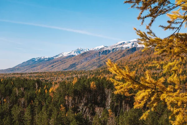 Bright sunny autumn in the mountains. Autumn forest on a background of majestic snow-capped mountains. Beautiful autumn mountain view through the yellow branches of larch. Copy space.
