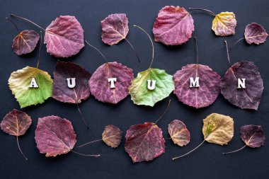 Parlak renkli sonbahar yaprakları ve siyah arka planda sonbahar kelimesi. Sonbahar modunda mevsimsel dokular. Boşluğu kopyala