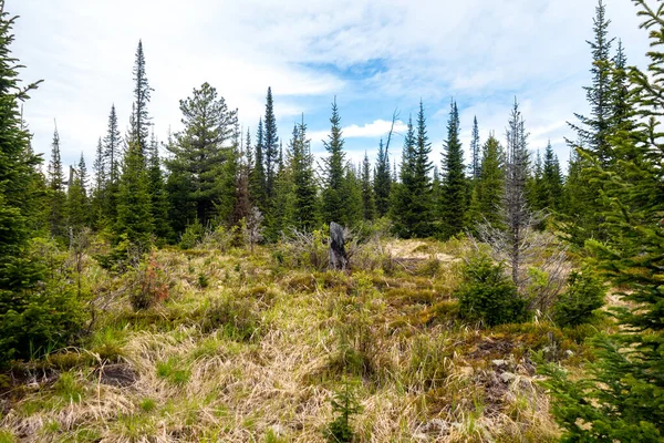 A picturesque overgrown forest glade with an old stump against the background of a spruce forest.