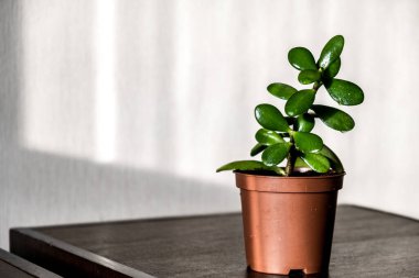 Sabah güneşiyle aydınlatılan yeşil bir Crassula çiçeği. Evde bahçıvanlık. Bitkilerle dolu rahat bir ev. Yakın plan..