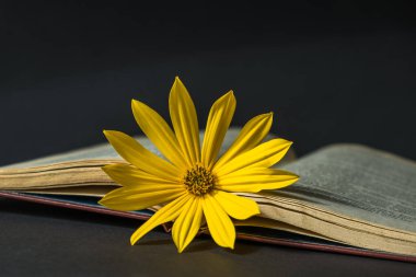 Sarı bir sonbahar çiçeği karanlık bir arka planda açık bir kitapta yatar. Sonbahar sıcacık hayatı. Sonbahar zamanı konsepti. Kapatın. Seçici odaklanma. Boşluğu kopyala.