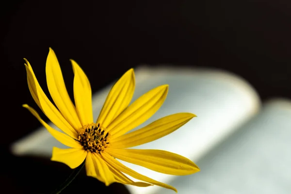 Yellow autumn flower on the background of a blurred open book on a dark background. Autumn time concept. Selective focus