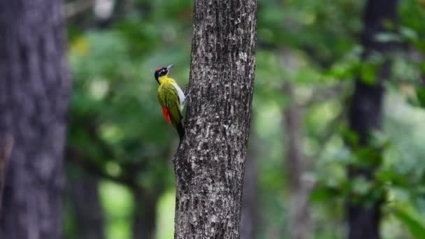 Kokmeeuw Specht Picus Erythropygius Boom Thailand — Stockvideo