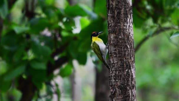 Kara Başlı Ağaçkakan Picus Erythropygius Ağacındaki Tayland — Stok video