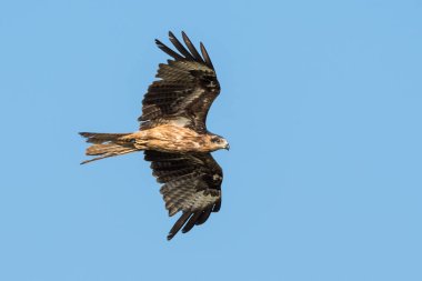 Mavi gökyüzünde uçan siyah kulaklı uçurtma, Tayland