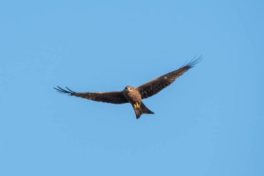 Mavi gökyüzünde uçan siyah kulaklı uçurtma, Tayland
