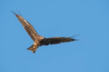 Mavi gökyüzünde uçan siyah kulaklı uçurtma, Tayland