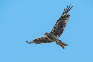 Mavi gökyüzünde uçan siyah kulaklı uçurtma, Tayland
