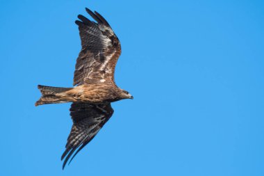 Mavi gökyüzünde uçan siyah kulaklı uçurtma, Tayland