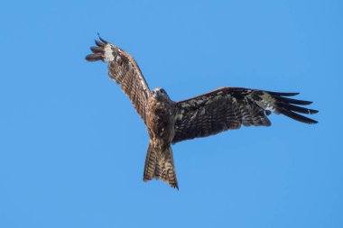 Mavi gökyüzünde uçan siyah kulaklı uçurtma, Tayland