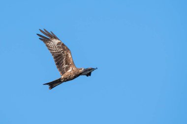 Mavi gökyüzünde uçan siyah kulaklı uçurtma, Tayland