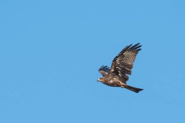 Mavi gökyüzünde uçan siyah kulaklı uçurtma, Tayland