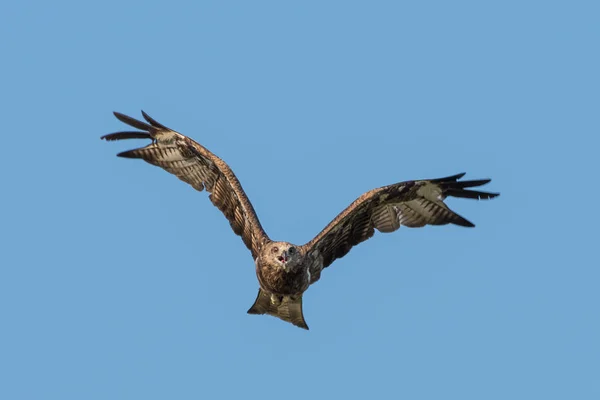 Black Eared Kite Voando Céu Azul Tailândia — Fotografia de Stock