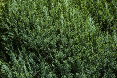 Arka plan için yeşilçam dalları