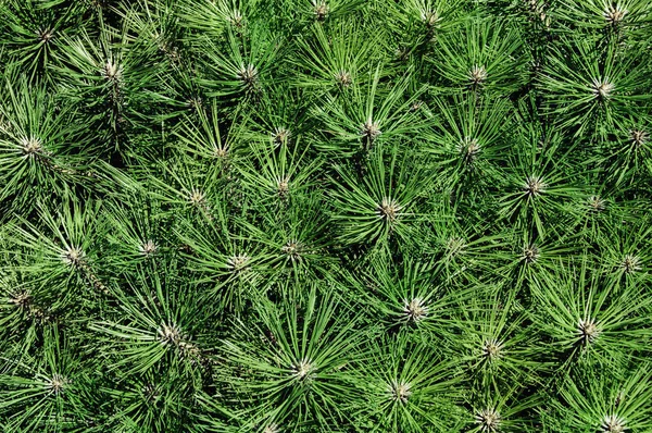 Verde Albero Abete Rosso Abete Sfondo — Foto Stock