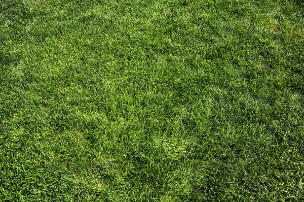 yeşil çimen arkaplan dokusu. 