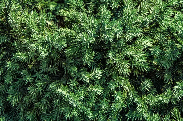 Ramas Pino Verde Para Fondo —  Fotos de Stock