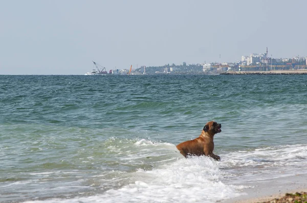The dog bathes in the sea.