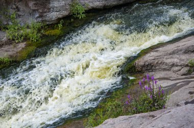 Bir dağ nehri kanyonda akar. Kıyıda leylak çiçekleri. Yaz konsepti