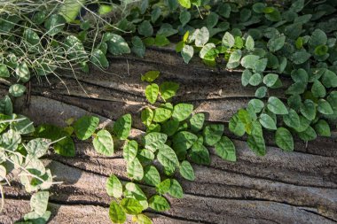 Ağaç kabuğunda yeşil sürüngen yaprakları. Güzel doğal arka plan. Yaz konsepti.