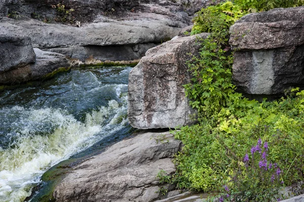 A mountain river flows in a canyon. Lilac flowers on the shore