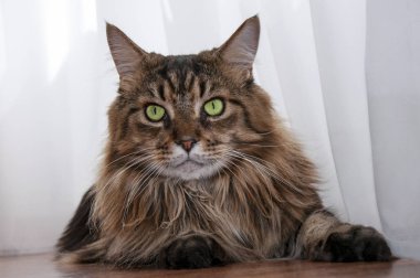 Yeşil gözlü Maine rakun kedi yatıyor.