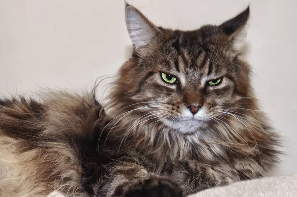 Maine Coon Katze Mit Grünen Augen Lügt Brutale Katze — Stockfoto