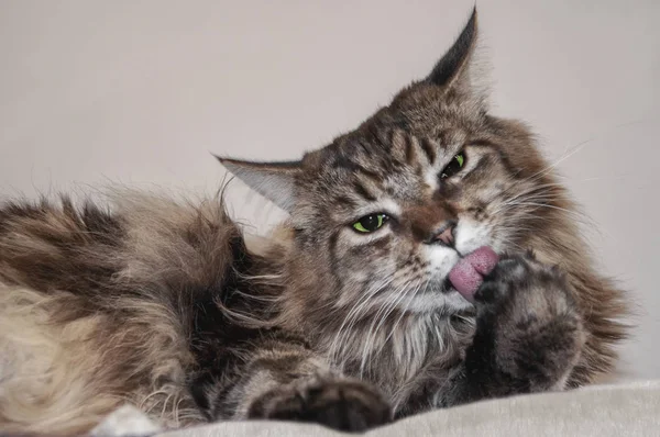 Mainkun Gatto Con Gli Occhi Verdi Sta Lavando — Foto Stock