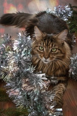 Güzel kahverengi Maine Rakunu yeni yıla yakın bir yerde kameraya bakar.