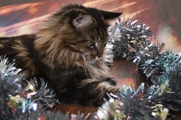 Schöne Braune Maine Coon Katze Spielt Mit Weihnachtlichem Lametta — Stockfoto